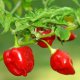  - Chilli Habanero Red Savina semená 10 ks